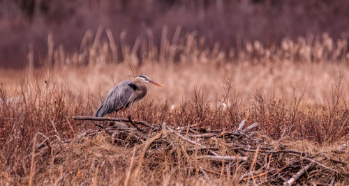 Side view of a bird on grass