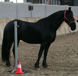 Horse standing outdoors