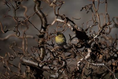 Close-up of bird perching on bare branch