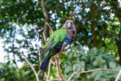 Low angle view of parrot perching on tree