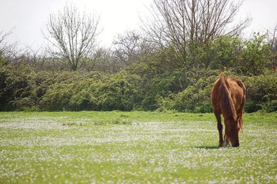 Horse in a field