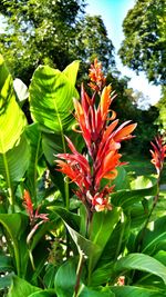 Close-up of red flowers blooming on tree