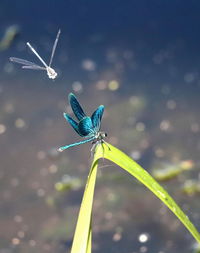 Close-up of dragonfly on leaf