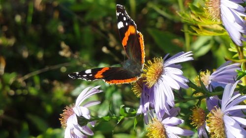 Close-up of butterfly pollinating on flower