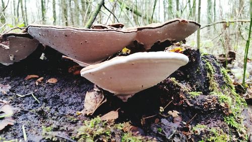 Close-up of mushroom in forest