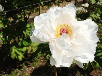 Close-up of white rose