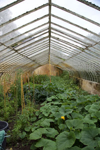 Close-up of plants in greenhouse
