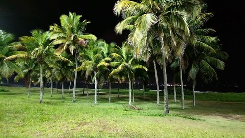 Palm trees on field against sky