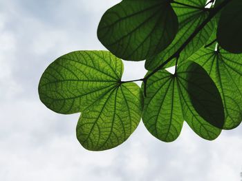 Low angle view of green leaves against sky