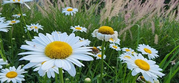 flowering plant