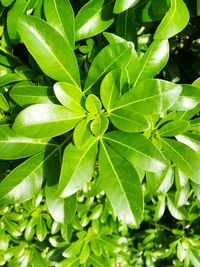 High angle view of leaves