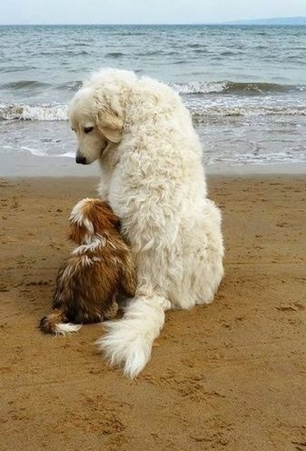 beach, animal themes, sand, dog, shore, sea, one animal, pets, domestic animals, mammal, water, relaxation, horizon over water, nature, full length, surf, wave, day, outdoors, white color