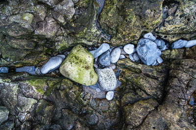 High angle view of turtle on rock