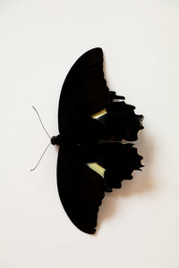 Close-up of butterfly over white background