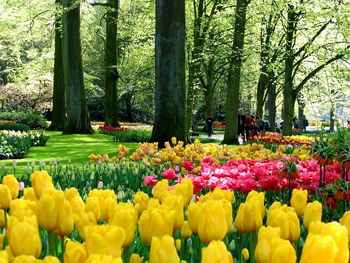 Yellow tulips in park