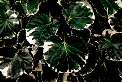 High angle view of fresh green leaves