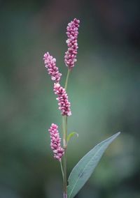 Close-up of pink flowering plant