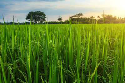 Scenic view of agricultural field against sky