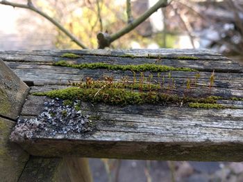 Close-up of lichen on tree trunk