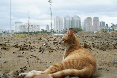 Ginger cat lying on sand against buildings