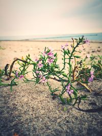 Plant growing on beach against sky