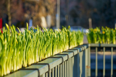 Close-up of yellow railing against plants