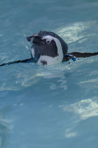 Close-up of bird swimming in lake