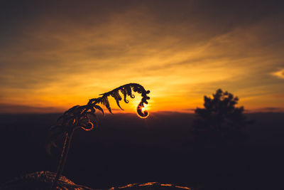 Close-up of silhouette plant on field against sky during sunset