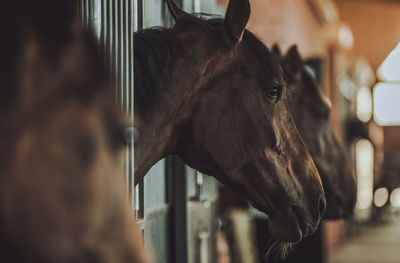 Close-up of horse in stable