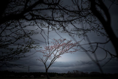 Silhouette bare trees against sky during sunset