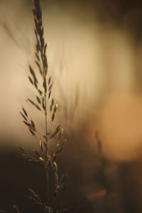 Close-up of wheat plant at sunset