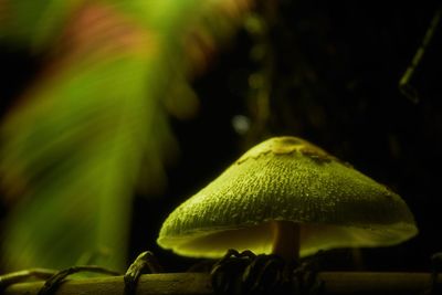 Close-up of mushroom growing on land