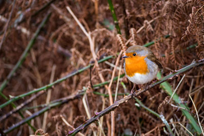 Close-up of bird perching on branch