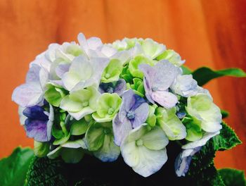 Close-up of flowers