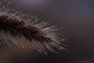 Close-up of water drops on leaf