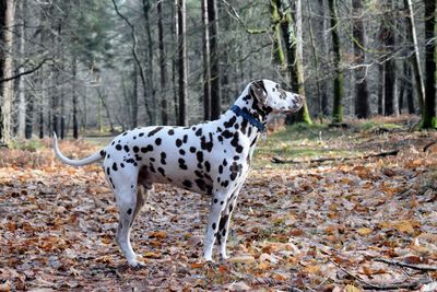 Dog in forest