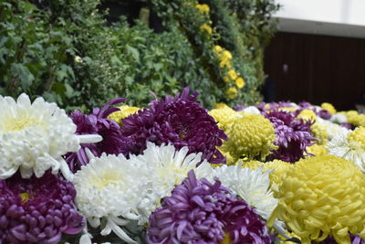 Close-up of multi colored flowers on plant