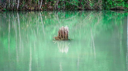 View of swimming in lake