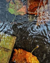 High angle view of maple leaf in puddle