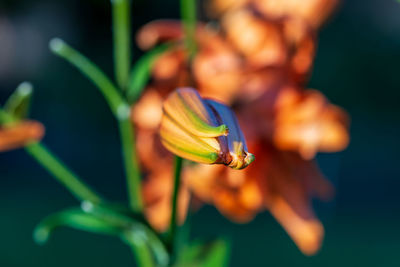 Close-up of flowering plant