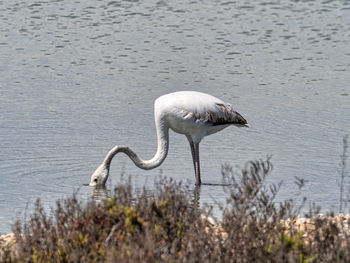 Bird in lake