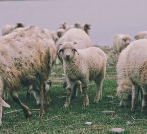 Sheep grazing in field