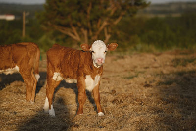 Portrait of cow on field