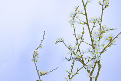 Low angle view of flowering plant against clear sky