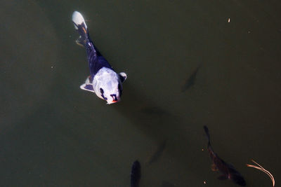 High angle view of fish swimming in lake