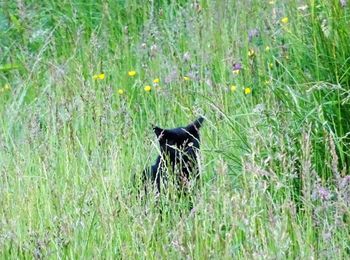 Cat lying on grassy field