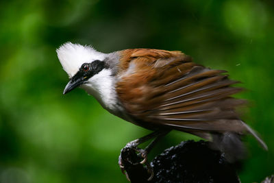 White-crested