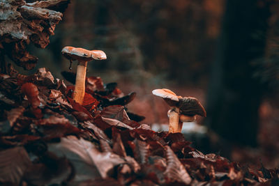 Close-up of mushrooms growing on field