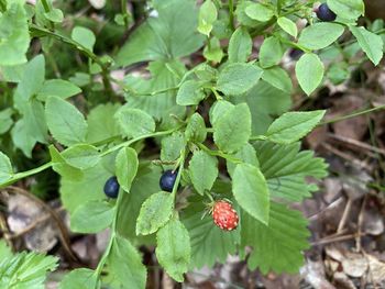 Close-up of berries growing on plant