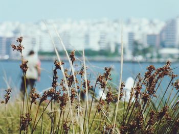 Close-up of flowers growing in field